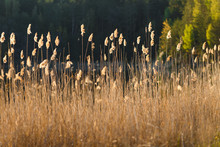 Reed Vs. Sunset. Selective Focus. Shallow Depth Of Field. Beautiful Sunset Over The Lake Among The Reeds / Reeds. Beautiful Sunset On A Lake With A Reed In The Foreground