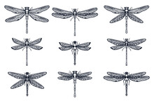 Set Of Hand Drawn Stylized Dragonflies Outline Isolated On White Background. Suitable For Coloring Or Illustration For Sticker