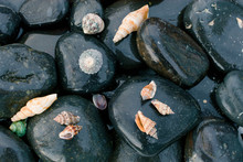 Sea Shells On Black Stones 3