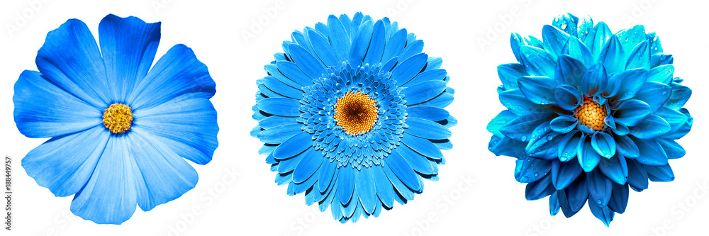 3 surreal exotic high quality blue flowers macro isolated on white. Greeting card objects for anniversary, wedding, mothers and womens day design - obrazy, fototapety, plakaty 