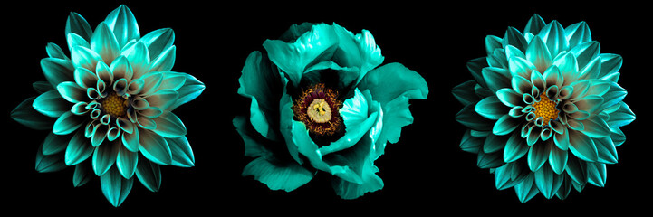 3 surreal exotic high quality turquoise flowers macro isolated on black. greeting card objects for a