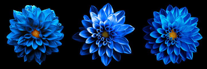 3 surreal exotic high quality blue flowers macro isolated on black. greeting card objects for annive