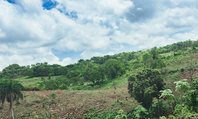 Beautiful vibrant background consisting of trees of the rain forest of Central America. Typical landscape of Dominican republic, Guatemala, Costa Rica.