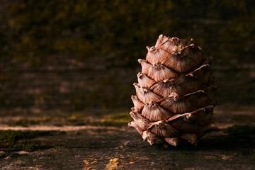 Wall Mural - Pine cone on old wooden background covered with moss