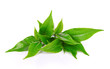 © watkung - green tea leaf on white background