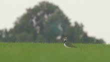 Lapwing Stands In Wheat Field Negev Israel