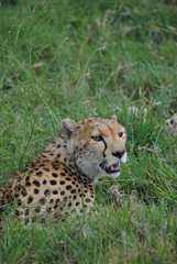 Sticker - guépard leopard felin animaux Afrique