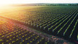 Aerial view  of a green summer vineyard at sunset
