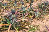 Species Phu Lae pineapple plant field popular favorite fruit in Chiang Rai province, Thailand.