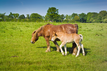 Horses, mare with foal