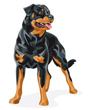 Rottweiler - Color Vector Illustration Of A Purebred Dog Standing