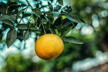 ripe white grape-fruit on the branchlet