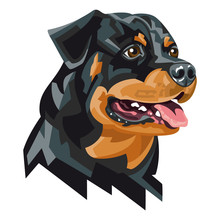 Rottweiler - Color Vector Illustration Of A Purebred Dog Face