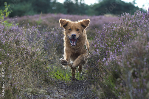 Fotografie, Obraz Golden Retriever is running in the flowering heather with a happy face and flying flap ears