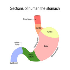 Wall Mural - Detailed diagram of the structure from inside of the stomach