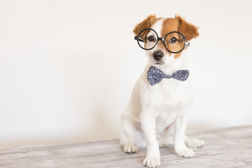 Wall Mural - cute young small white dog wearing a modern bowtie and glasses. Sitting on the wood floor and looking at the camera.White background. Pets indoors