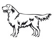 Golden Retriever - Vector line art of a purebred dog standing isolated