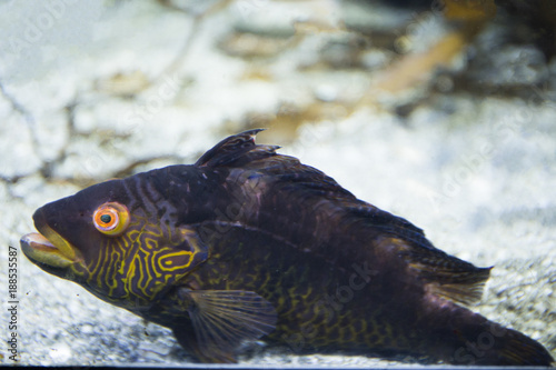 目の赤い魚 Stock Photo Adobe Stock