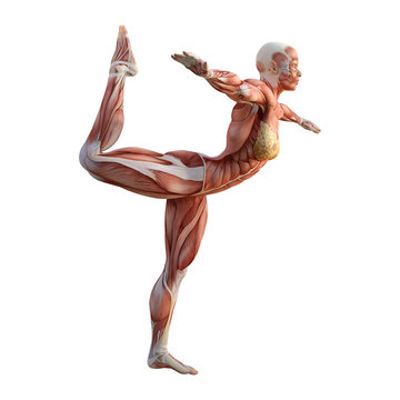 3D Rendering Female Anatomy Figure on White