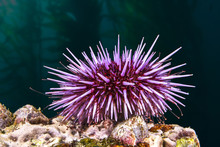 Purple Sea Urchin.