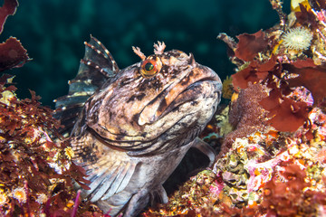 Wall Mural - Cabezon fish on California reef