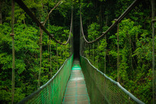 Ropebridge In The Rainforest