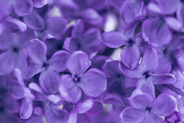blooming lilac ultra violet color closeup