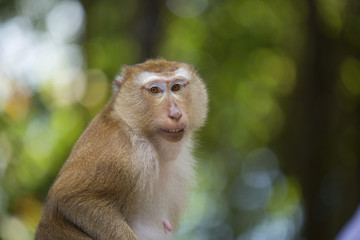 Monkeys of Monkey Hill Thailand Phuket 