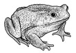Cane toad illustration, drawing, engraving, ink, line art, vector
