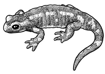 Wall Mural - Fire salamander illustration, drawing, engraving, ink, line art, vector