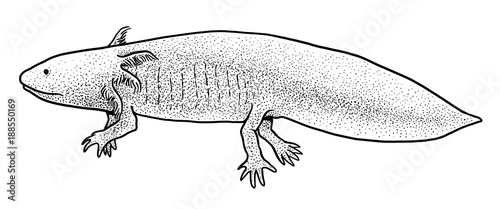Axolotl Illustration Drawing Engraving Ink Line Art Vector Buy This Stock Vector And Explore Similar Vectors At Adobe Stock Adobe Stock Axolotl Illustration Drawing Engraving Ink Line Art Vector Buy This Stock Vector And Explore Similar Vectors At Adobe Stock Adobe Stock