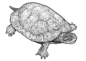 Wall Mural - European pond turtle illustration, drawing, engraving, ink, line art, vector