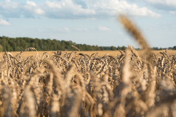 Wall Mural - Ripe grain field.