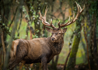 Veado Vermelho Red Deer Stag  rut