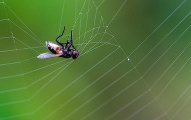 fly trapped in spider web