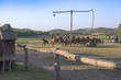 Horse Palaton Ungarn