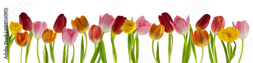 kolorowe-tulipany-na-bialym-tle