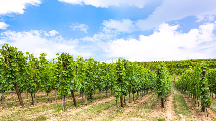 Canvas Print - blue sky over vineyard in region of Alsace