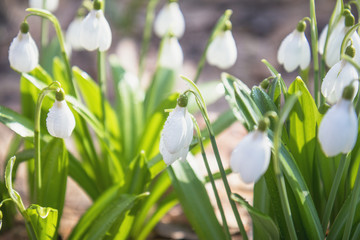 Wall Mural - tender snowdrops in the spring forest on a sunny day. beautiful spring background with copy space. p