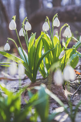 Wall Mural - tender snowdrops in the spring forest on a sunny day. beautiful spring background with copy space. p