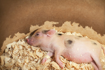 Cute and sleeping little pig in sawdust