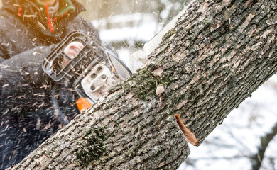 Poster - manual chainsaw. man hands, saws a tree in the woods in winter at sunset