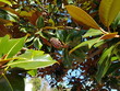 Magnolia grandiflora - die immergrüne Magnolie