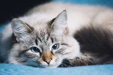 Blue Eyes Lying Cat Portrait
