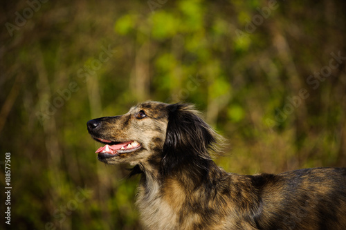 Brindle Miniature Dachshund Dog Outdoor Portrait In Forest Buy