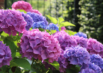 Beautiful blue and pink Hydrangea macrophylla flower heads in the evening sunlight.