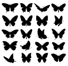 Butterflies Set. Vector Illustration