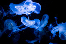 Jellyfish In Impressive Display Of Bioluminescence