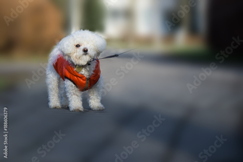 Fotografia, Obraz Cute small white bichon dog playing in the park. Slovakia
