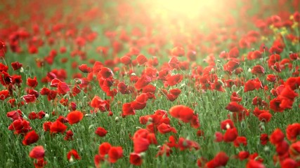 Aufkleber - The flowering poppy field swayed from the wind. Slow motion shot.